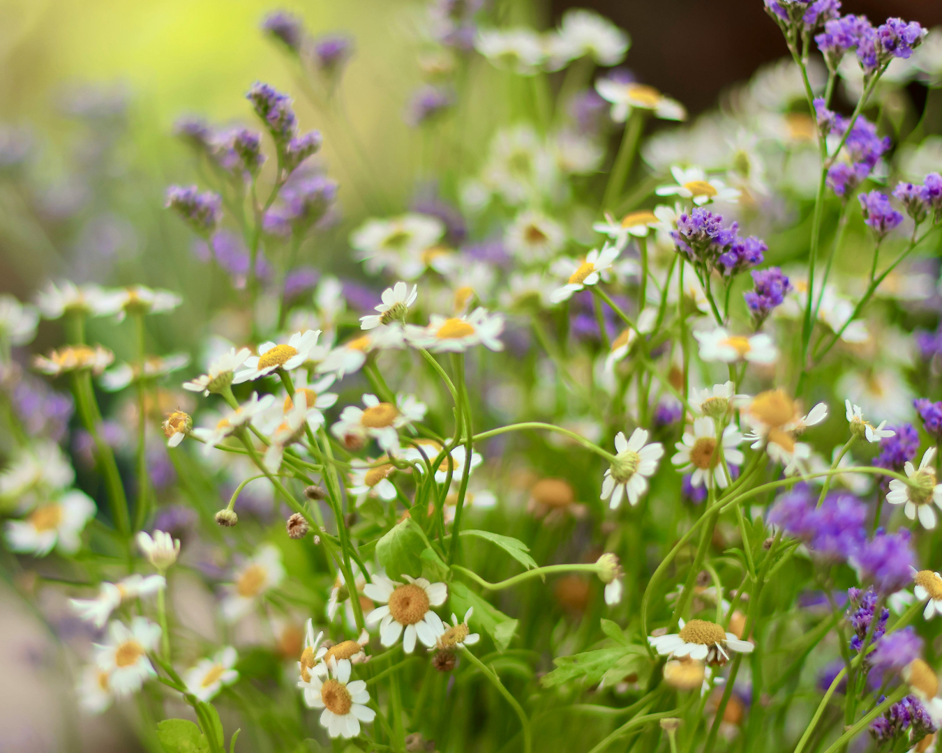 Breckenridge Wildflower Week events for Tuesday July 7, 2026